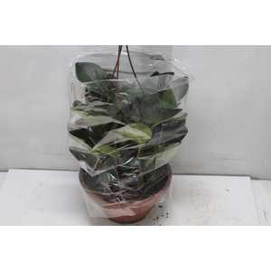 PEPEROMIA RUBRA C21