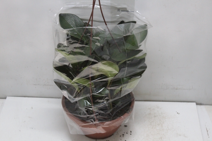 <h4>PEPEROMIA RUBRA C21</h4>