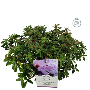 Rhododendron dwarf impeditum 'Moerheim' C2 30-35
