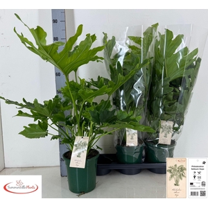 PHIL BIP LITTLE HOPE