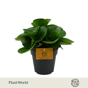 Peperomia Obtusifolia Green P12