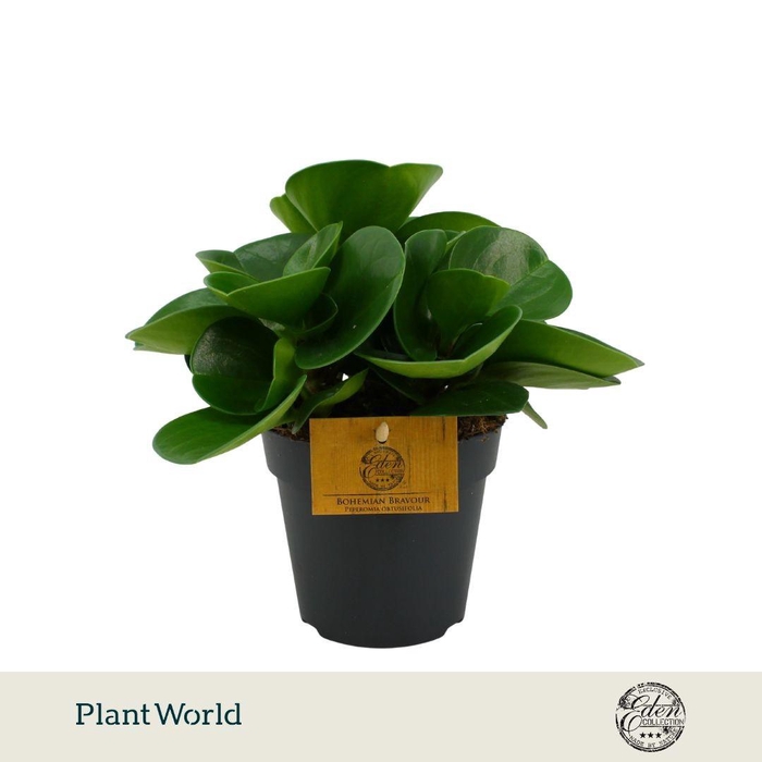 <h4>Peperomia Obtusifolia Green P12</h4>