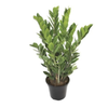 ZAMIOCULCAS P17