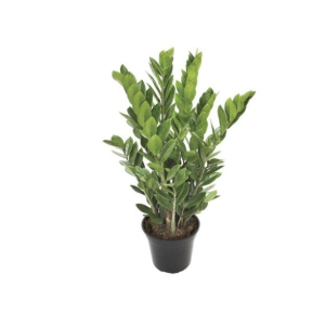 ZAMIOCULCAS P17