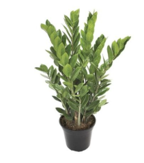<h4>ZAMIOCULCAS P17</h4>
