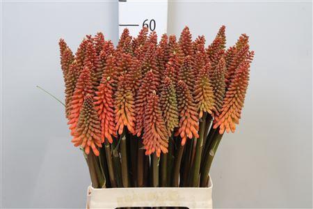 <h4>Knip Alcazar</h4>
