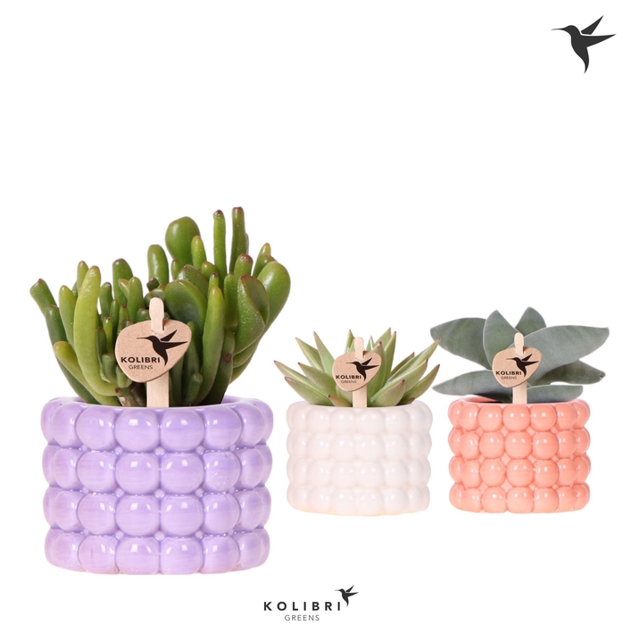 <h4>Kolibri Greens Succulenten mix in Poppy pot mix</h4>