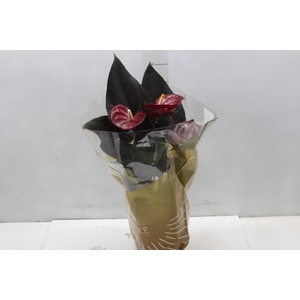 ANTHURIUM DELICATA P17