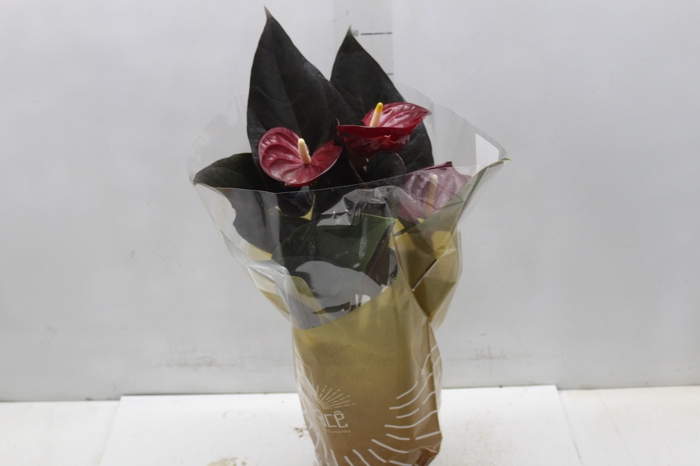 <h4>ANTHURIUM DELICATA P17</h4>