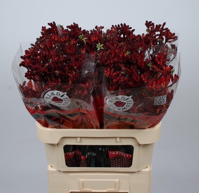 <h4>ANIGOZ GOLD FEVER</h4>