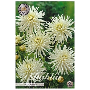 Dahlia Playa Blanca x1 l