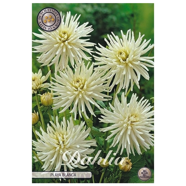 <h4>Dahlia Playa Blanca x1 l</h4>