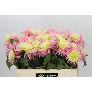 DAHLIA DAHLIA JUST MARRIED