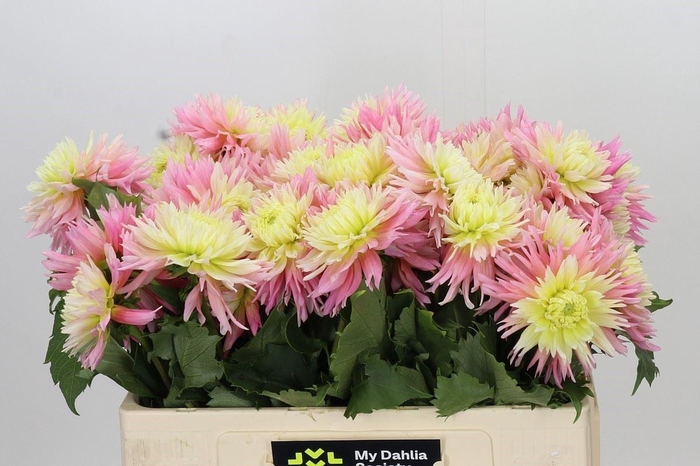 <h4>DAHLIA DAHLIA JUST MARRIED</h4>