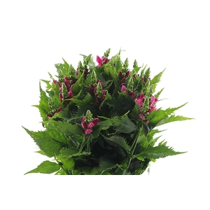 Chelone Obliqua Aert Flowers