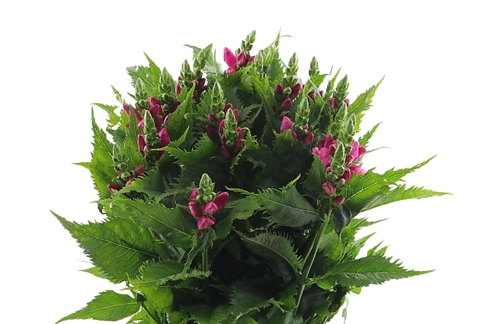 <h4>Chelone Obliqua Aert Flowers</h4>