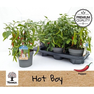 Farmzy® Hot Boy, pepper plant