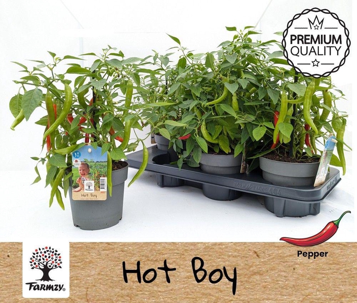 <h4>Farmzy® Hot Boy, pepper plant</h4>