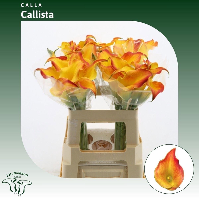 <h4>ZANT CALLISTA</h4>