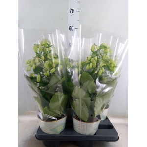 Kalanchoe  'Magic Bell'
