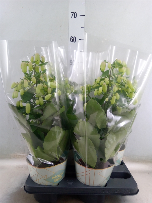 <h4>Kalanchoe  'Magic Bell'</h4>