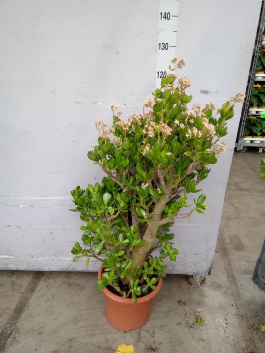 <h4>Crassula ovata</h4>