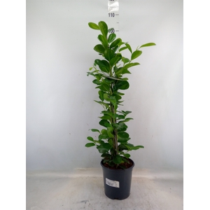 Ficus microcarpa 'Moclame'