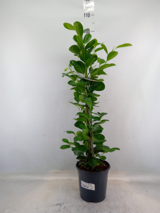 <h4>Ficus microcarpa 'Moclame'</h4>