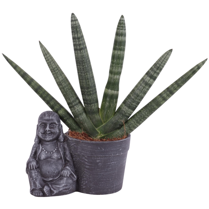 <h4>Sansevieria Cylindrica Handshake in Ceramic Sitting Buddha Ø21cm</h4>