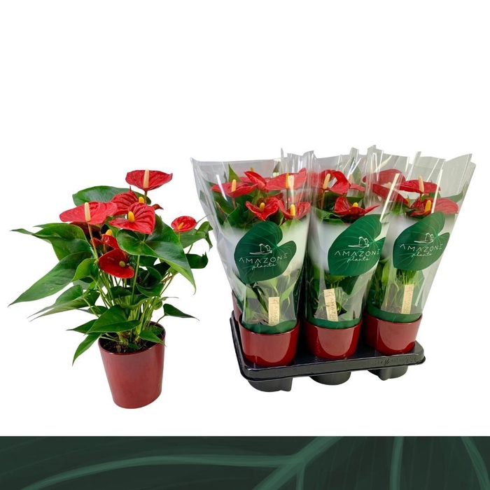 <h4>Anthurium Aristo 12cm rood keramiek</h4>