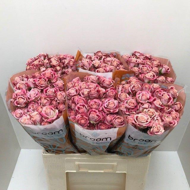 <h4>Rosa TR 'Flinders Lane' BRAAM</h4>