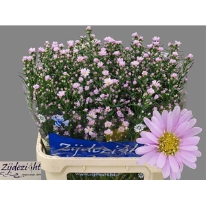 Ast Claudia Light Pink