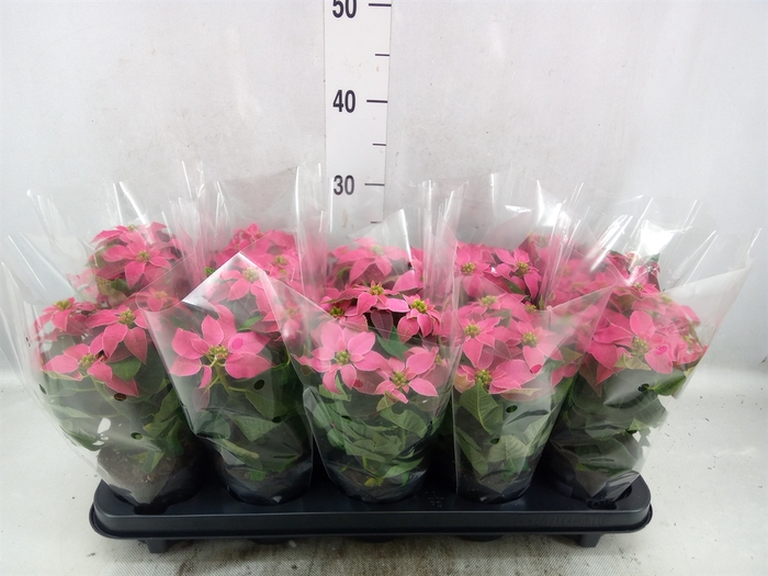 <h4>Euphorbia pulc. 'Princ Hot Pink'</h4>