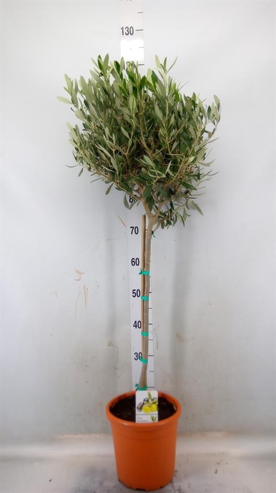 <h4>Olea europaea</h4>