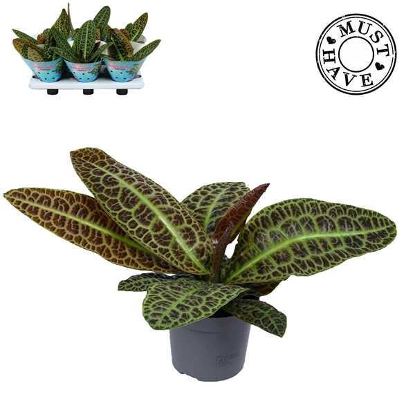 Labisia Obtusifolia Kura Kura MUST HAVE