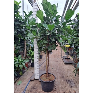 Ficus Lyrata stam 280