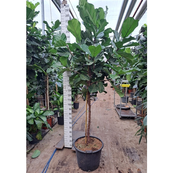 <h4>Ficus Lyrata stam 280</h4>