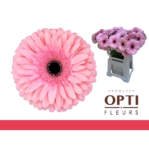 Gerbera Estrella Water