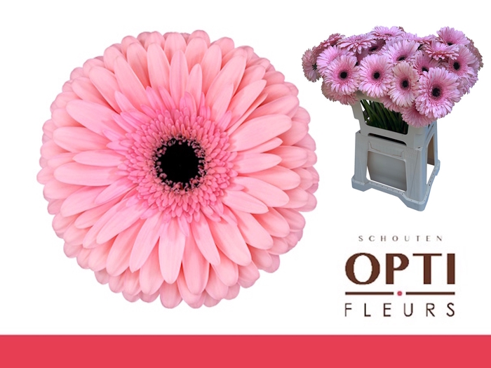 <h4>Gerbera Estrella Water</h4>