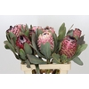 Protea Barbigera Air