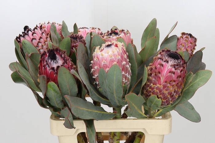 Protea Barbigera Air