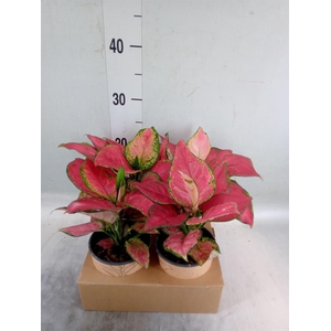 Aglaonema   ...