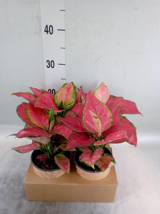 <h4>Aglaonema   ...</h4>