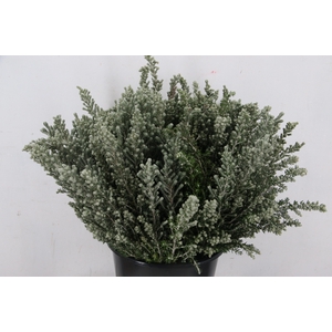 OZOTHMANUS JIM KELLY 050CM