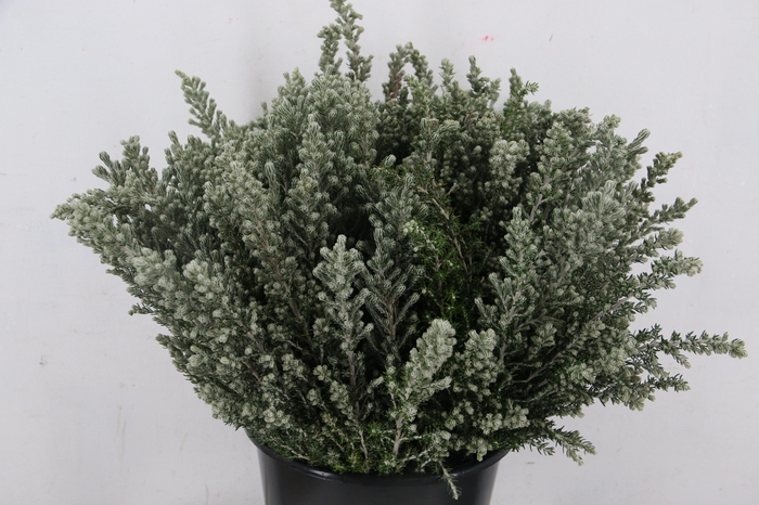 <h4>OZOTHMANUS JIM KELLY 050CM</h4>