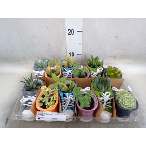 Succulents   ...