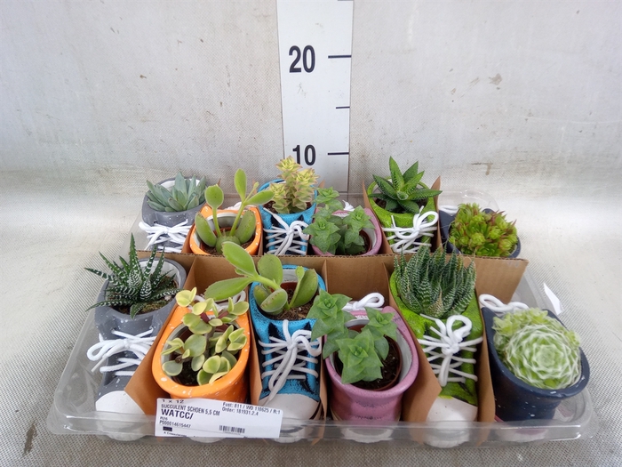<h4>Succulents   ...</h4>