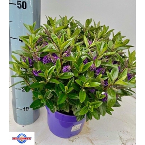 HEBE KARA LILAC KIWI