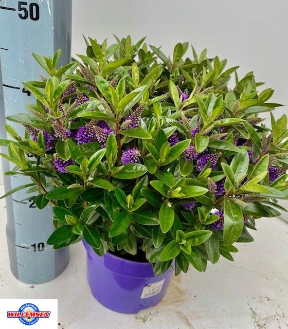 <h4>HEBE KARA LILAC KIWI</h4>