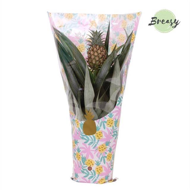 <h4>Ananas Mi Amigo</h4>